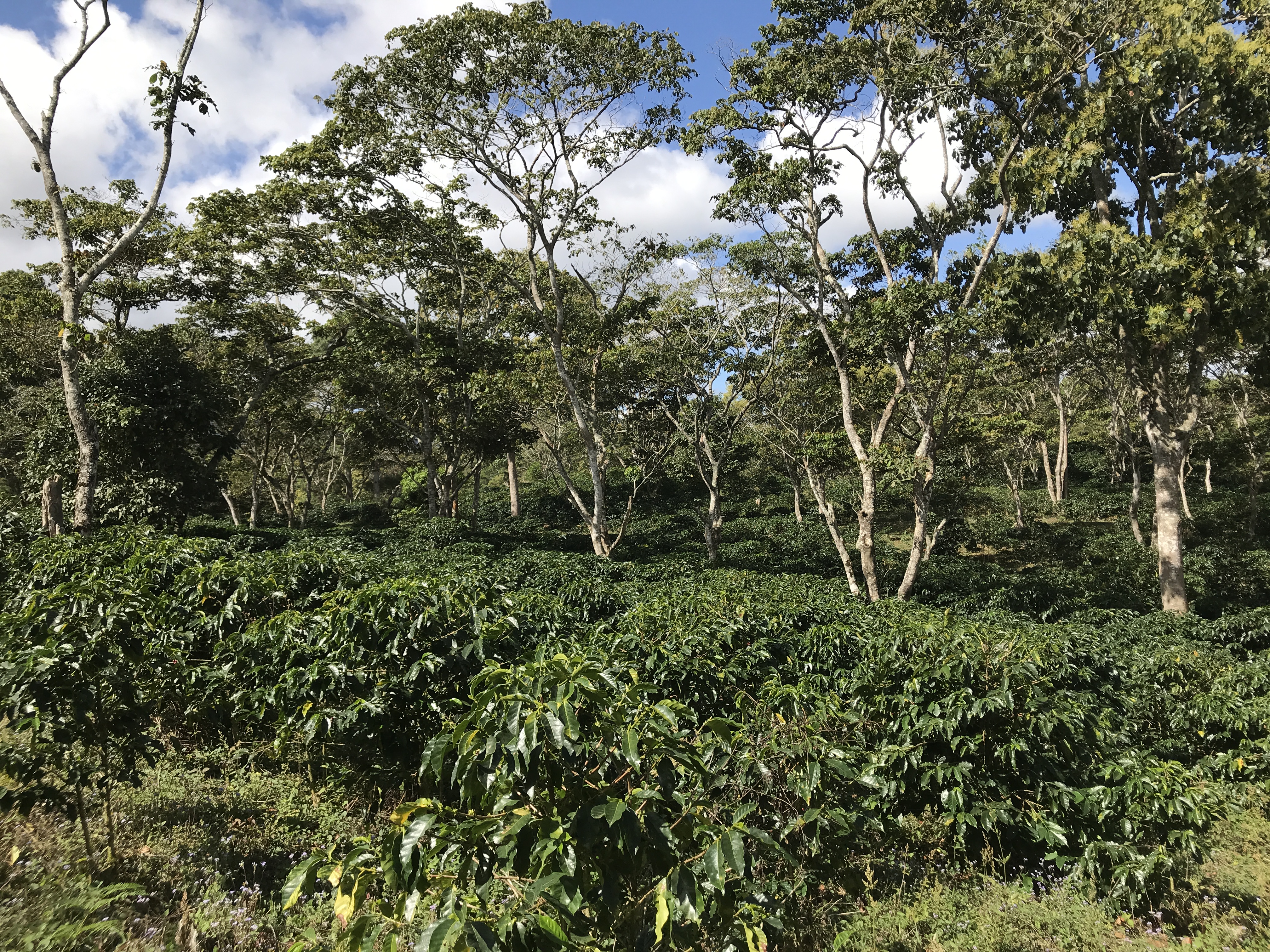 Café del General Finca Comayagua