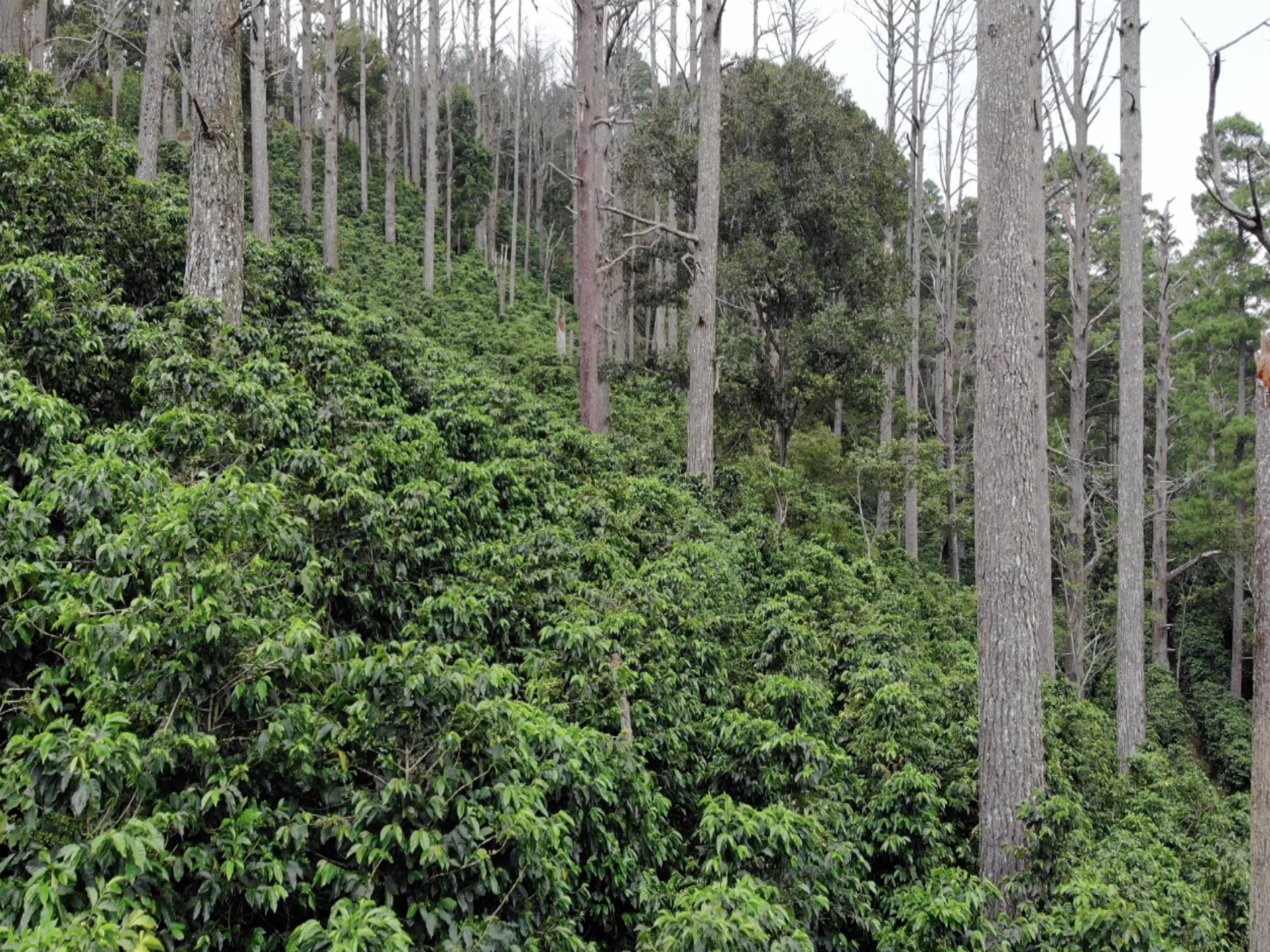 Café del General Finca Ojojona